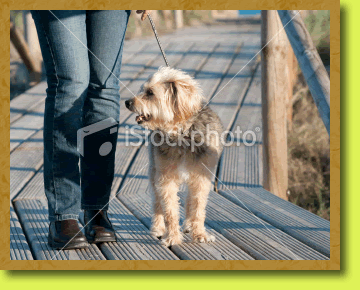 Photo of dog and woman walking on the boardwalk