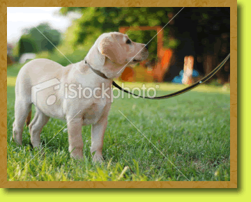 Photo of white dog with leash