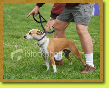 Photo of dog in training