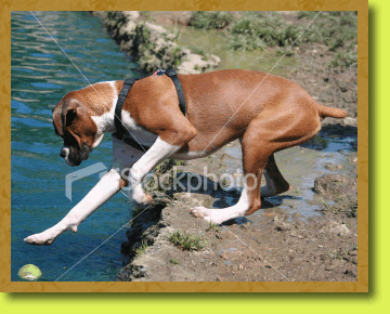 Photo of dog near the water
